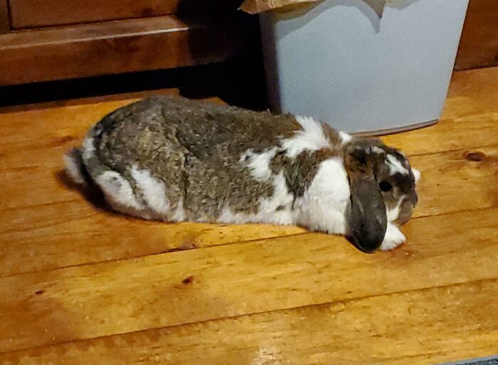 A lop-eared rabbit, having a way worse day, laying on a wooden floor.