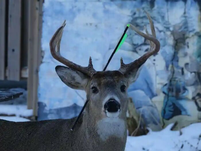 A deer with an arrow sticking through its head, having a worse day than you.