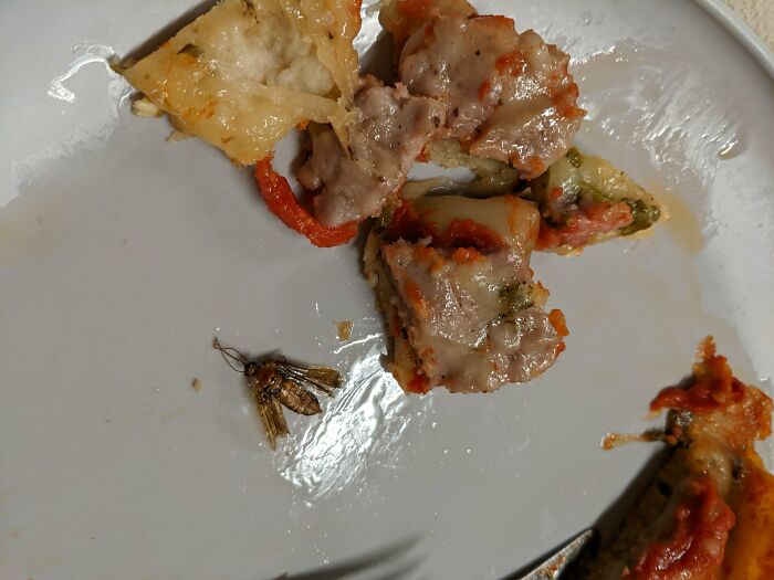 A large moth rests on a white plate next to uneaten food, indicating a way worse day meal.