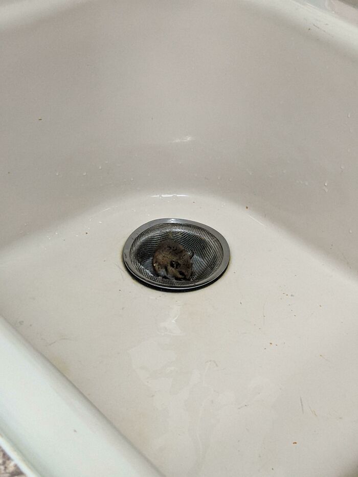 A small mouse caught in a sink drain, having a worse day than you.