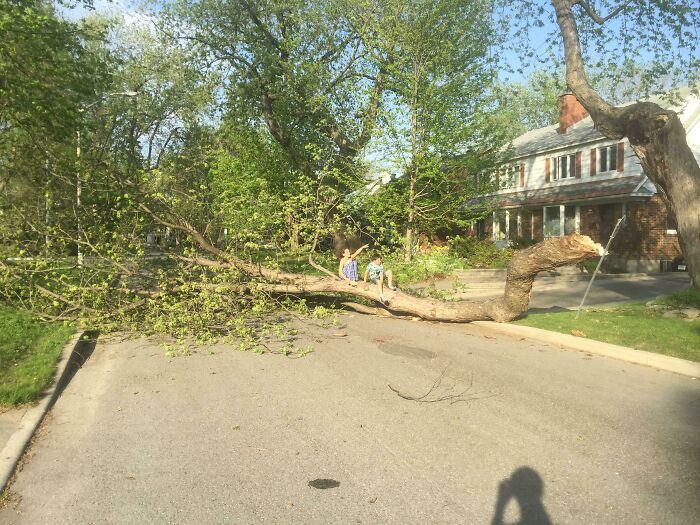Two kids playing on a large fallen tree blocking a street, one of the 87 People Who Are Having A Way Worse Day Than You.
