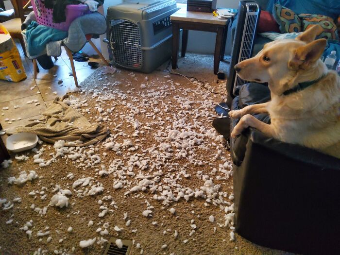 A dog sits on a couch in a messy room with stuffing all over the floor, having a worse day than you.