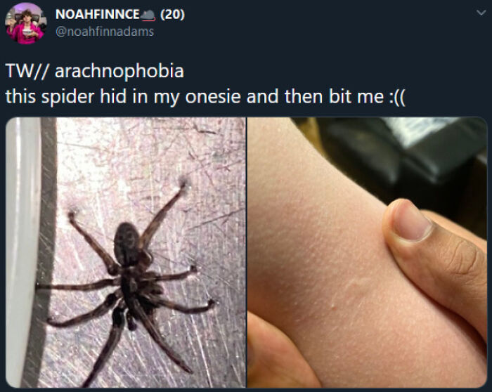 A split image showing a spider and a spider bite on an arm, representing people having a worse day due to arachnophobia.