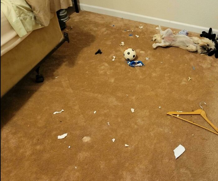 A dog sleeps on a messy brown carpet with scattered paper and a soccer ball, showing someone having a way worse day.