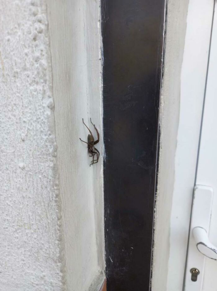 A large brown spider on a white wall next to a dark door frame, suggesting someone having a way worse day.