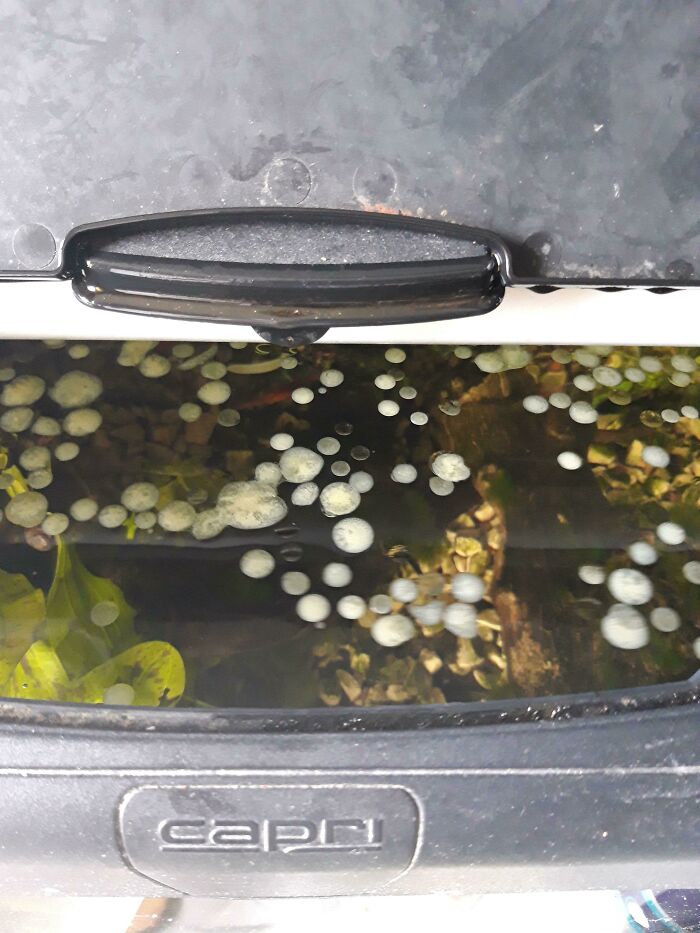 An aquarium with numerous white bubbles floating on the surface of the water, indicating someone having a way worse day.