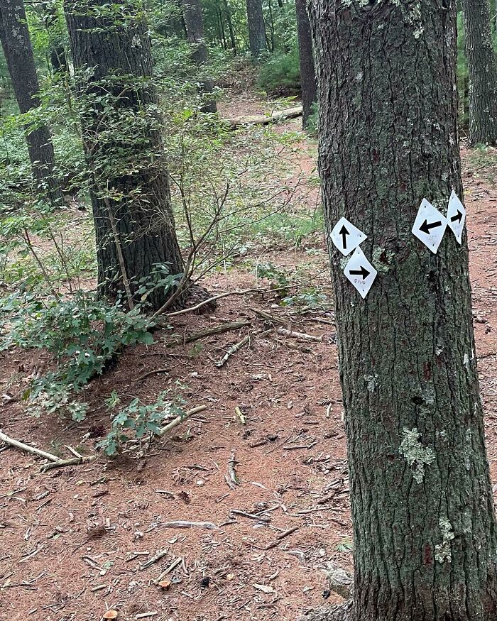 Confusing trail signs on a tree hilariously failed to provide clear direction.