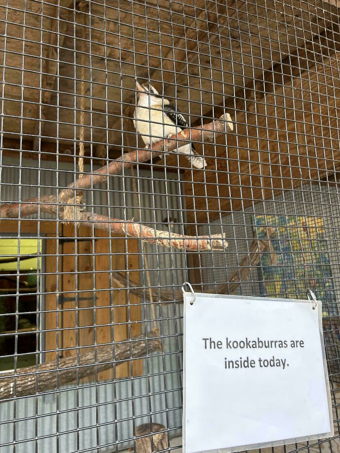 A kookaburra in a cage with a sign stating kookaburras are inside, a hilariously failed sign.