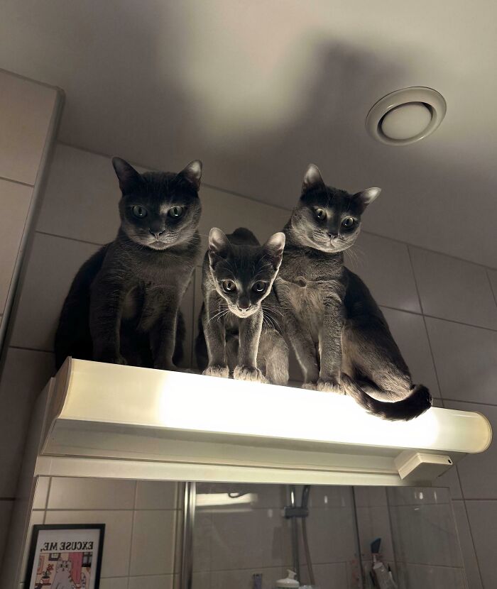 Three adorable cats perched on a light fixture, caught planning their next move.