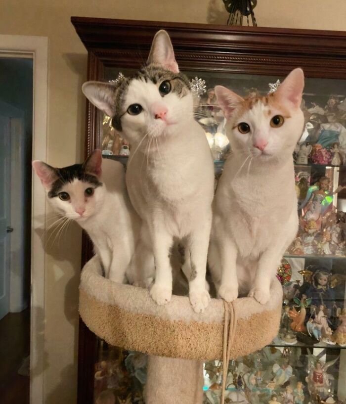 Three adorable cats on a cat tree, looking majestic and planning their next move.