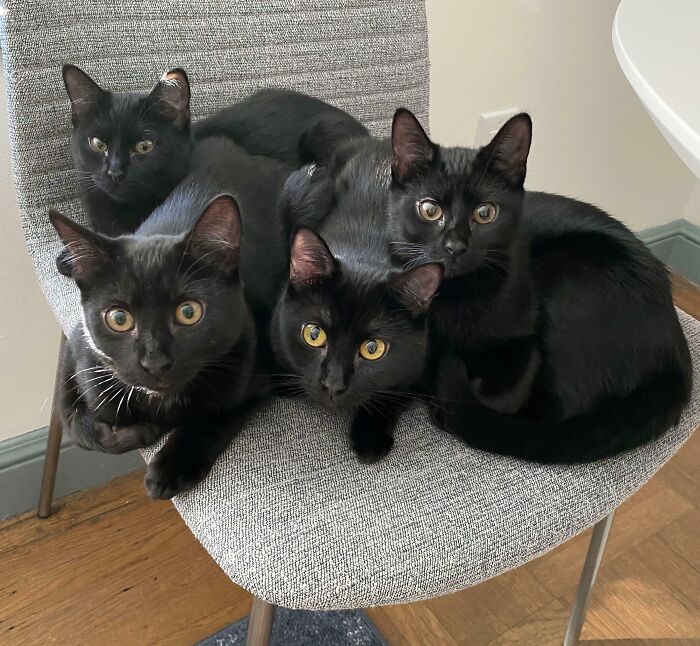 Four adorable black cats with bright yellow eyes, caught planning their next move on a gray chair.