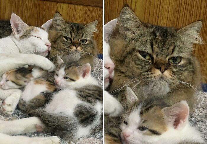 Hilariously adorable cats with kittens caught planning their next move, snuggling together.