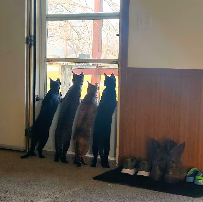Five hilariously adorable cats standing on their hind legs, looking out a window, caught planning their next move.