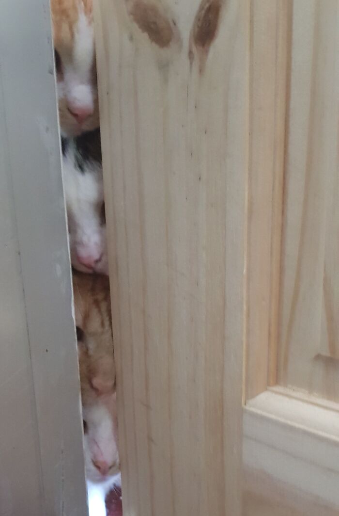 Hilariously adorable cats peeking through a slightly ajar wooden door, caught planning their next move.