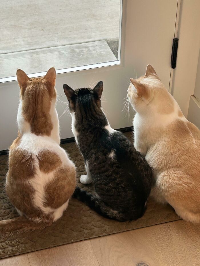 Three adorable cats at the door, caught planning their next move.