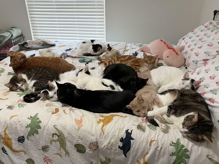 A group of hilariously adorable cats on a bed, seemingly planning their next move in their sleep.