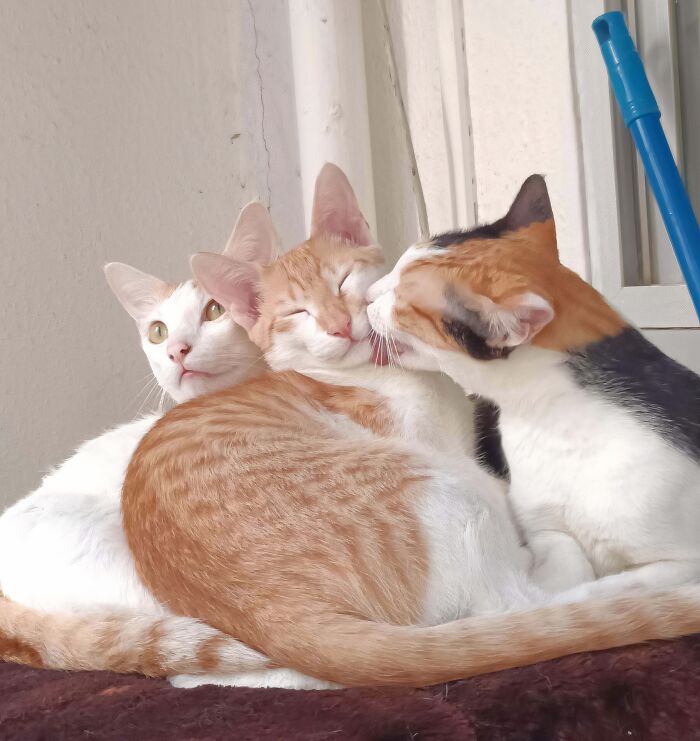 Three adorable cats are caught planning their next move, grooming each other closely on a comfy surface.
