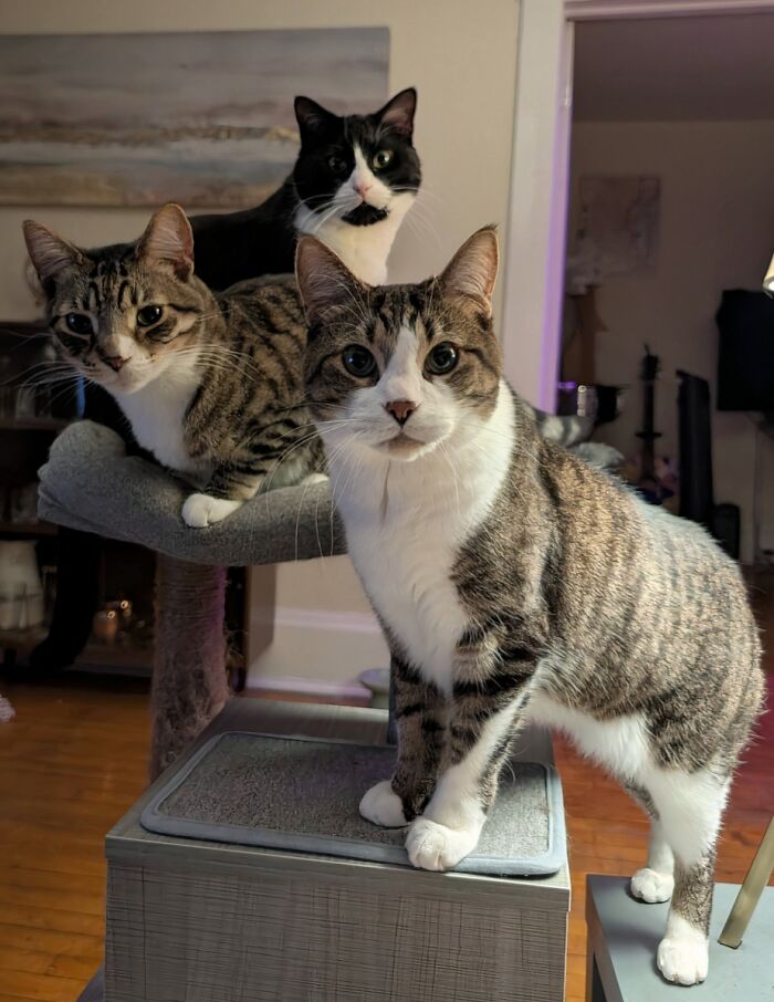 Three adorable cats on a cat tree and furniture, looking alert and planning their next move.