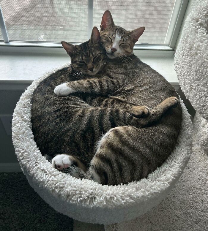 Two hilariously adorable cats cuddling in a soft bed, planning their next move. They are sleeping soundly.