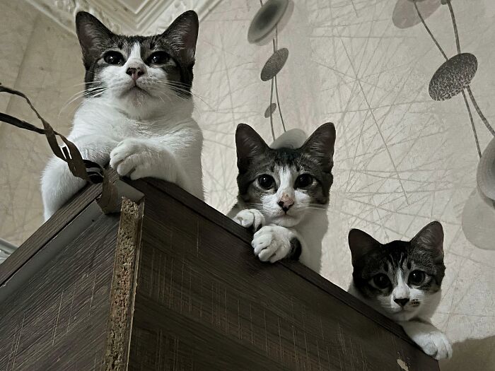 Three adorable cats with black and white fur are caught planning their next move from atop a cabinet.