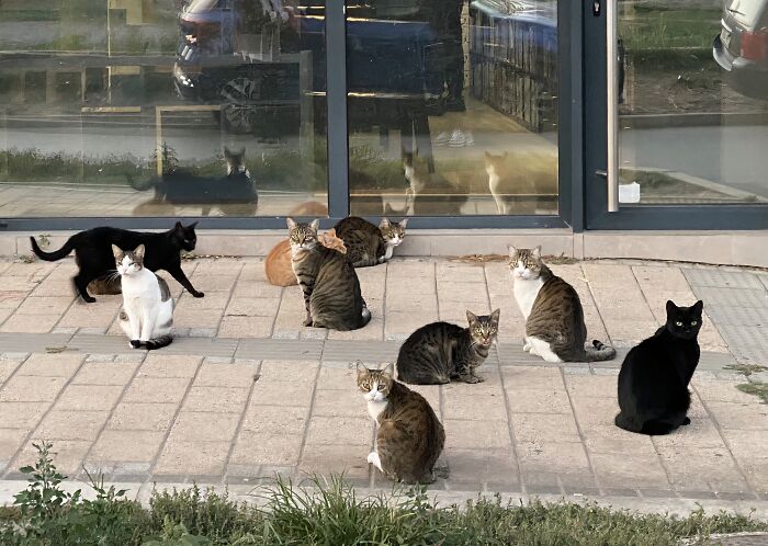 A council of hilariously adorable cats, some black, some striped, are caught planning their next move outdoors on a paved area.