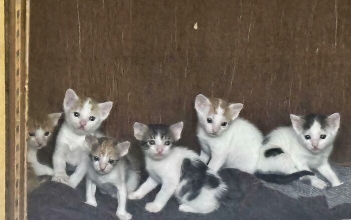 Seven hilariously adorable cats, mostly white with some spots, caught planning their next move in a cozy spot.