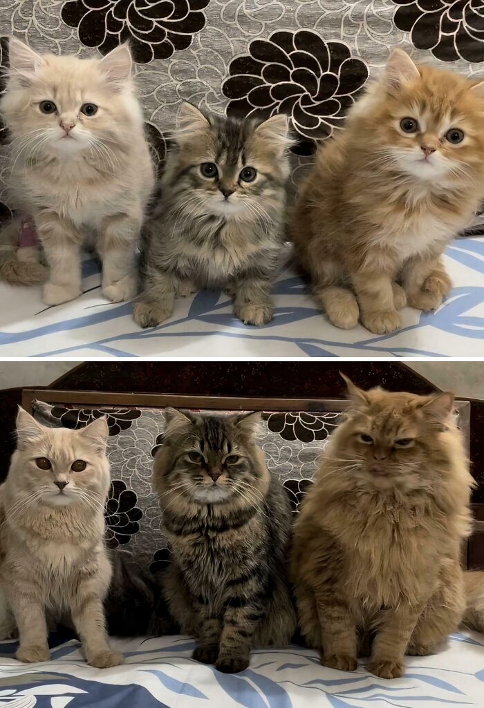 Two side-by-side images showing three adorable cats as kittens and then grown, all fluffy, looking at the camera, planning their next move.