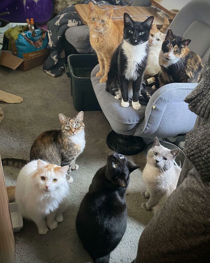 Hilariously adorable cats caught planning their next move, looking up in a crowded room.