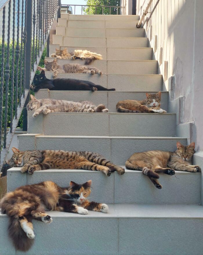 Many hilariously adorable cats sunbathing and resting on a staircase, caught planning their next move.