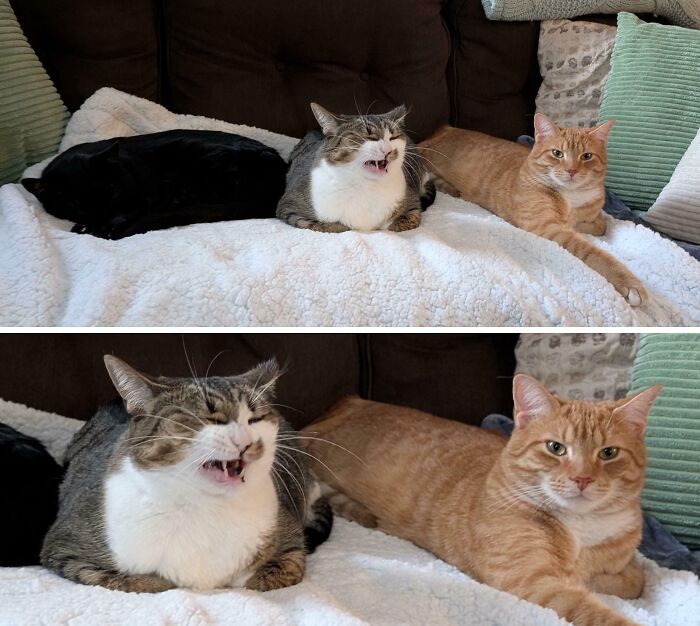 Two hilarious cats on a couch, caught planning their next move.