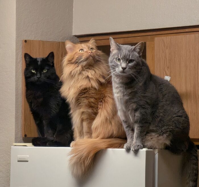 Three hilariously adorable cats sitting together, caught planning their next move.