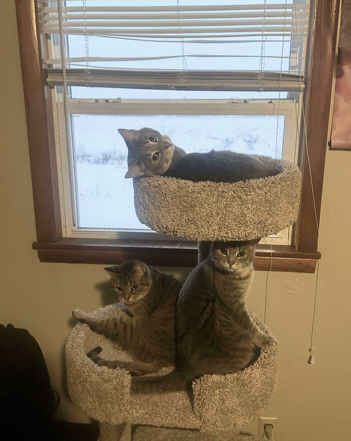 Three adorable cats piled onto a cat tree by a window, caught planning their next move.
