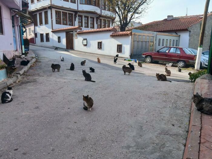 A group of adorable cats scattered across a street in a village, caught planning their next move.