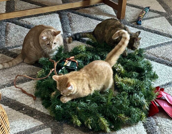 Three adorable cats playing in and around a festive green wreath, caught planning their next move.