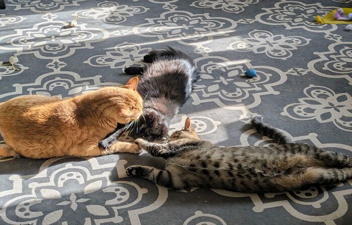 Three adorable cats relaxing on a patterned rug, caught planning their next move.