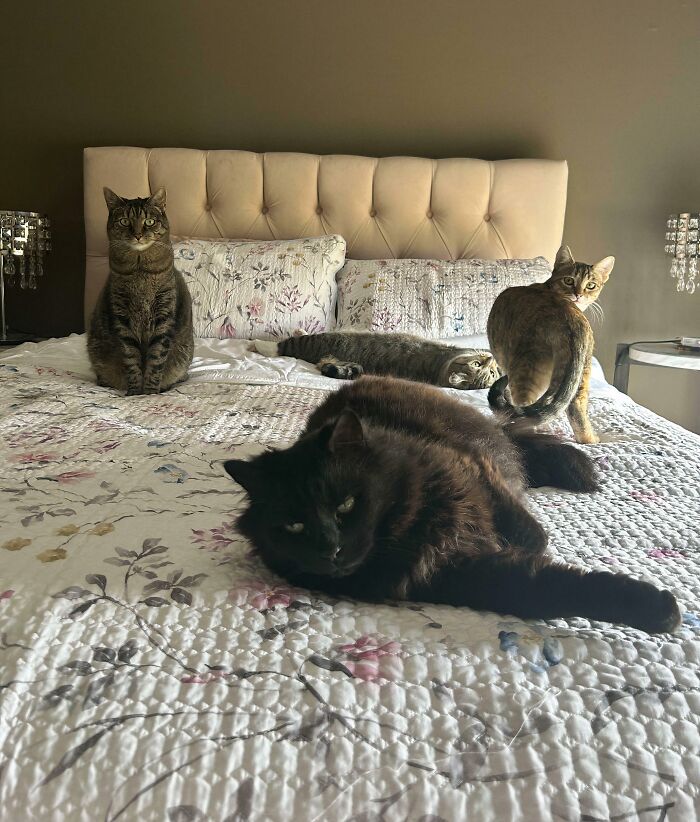 Four adorable cats are caught planning their next move, scattered across a floral patterned bed.