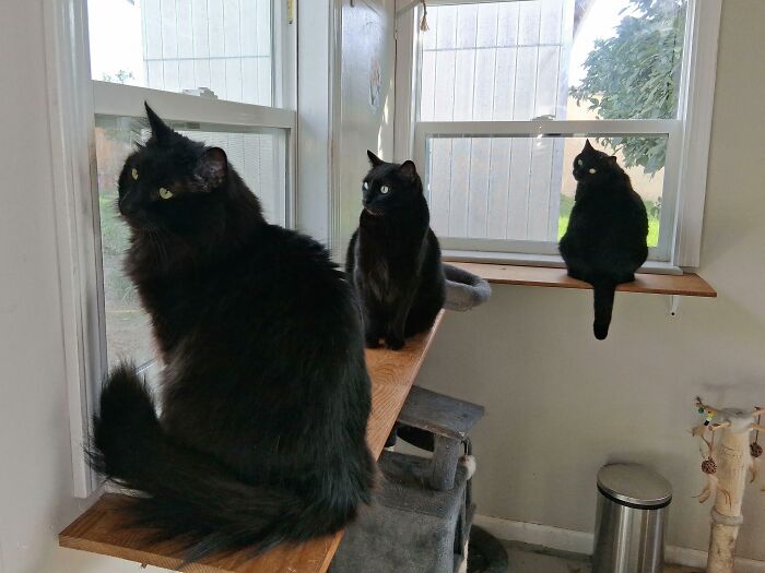 Three black cats are hilariously caught planning their next move, perched on a window shelf and cat tree.