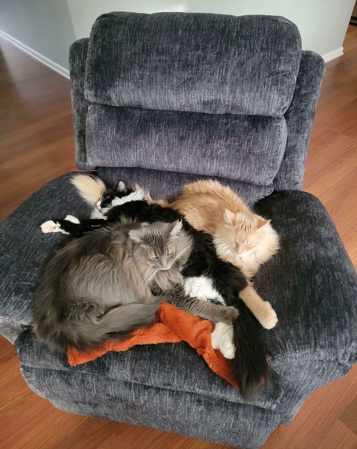 Three adorable cats are caught planning their next move while napping together on a cozy gray recliner.