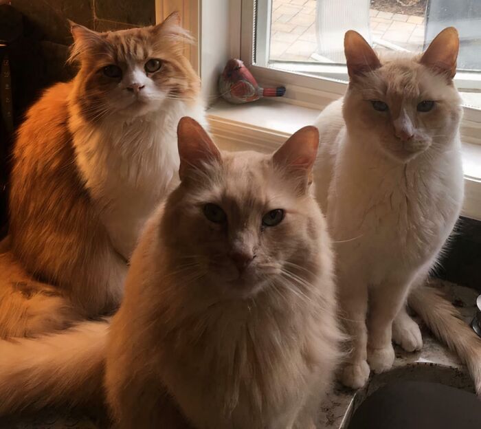 Three fluffy, adorable cats, two orange and one white, are caught planning their next move on a countertop.