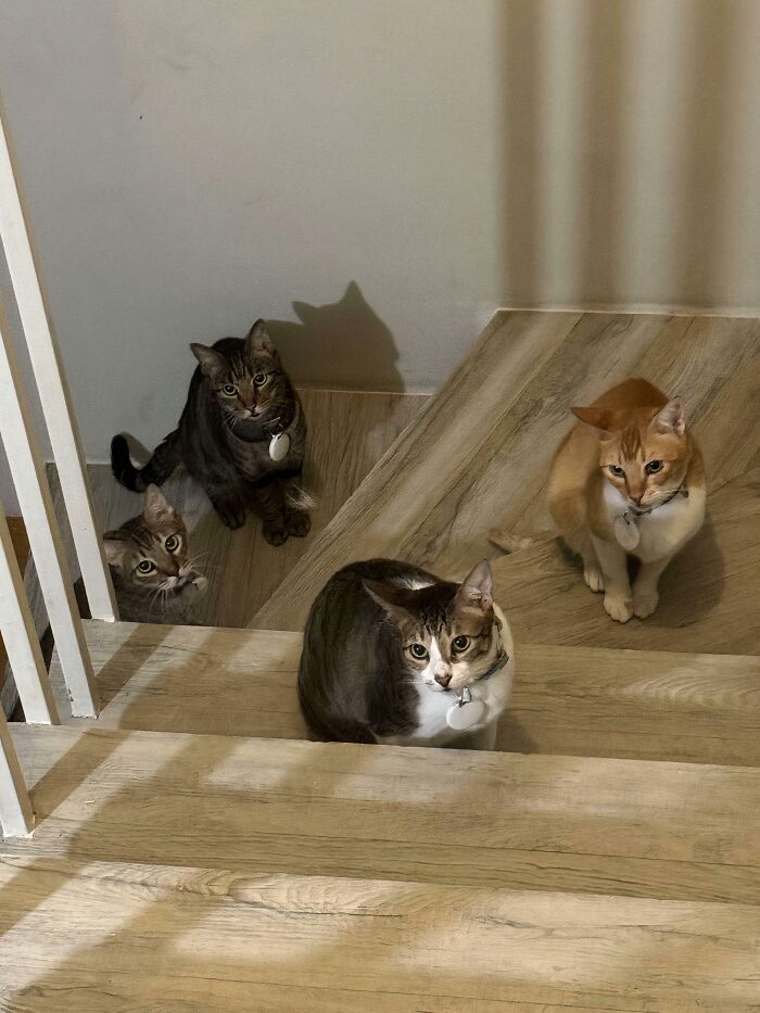 A council of four hilariously adorable cats on a wooden staircase are caught planning their next move, looking up intently.