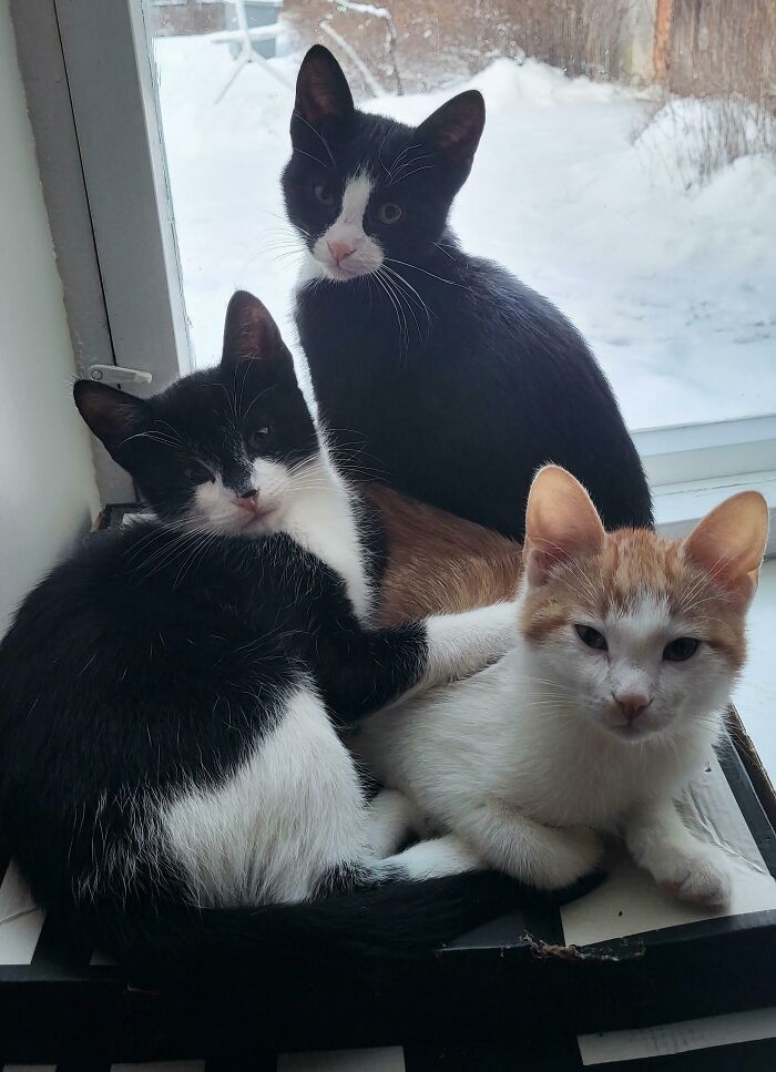 Three hilariously adorable cats, two black and white, one orange and white, are caught planning their next move indoors by a window.