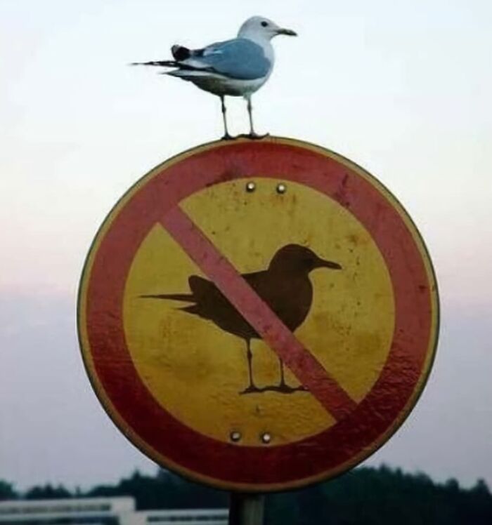 A real seagull standing on a hilariously failed sign that prohibits birds from landing on it.