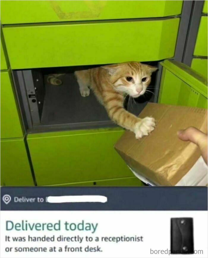 A cat retrieves a package from a locker, with a Delivered today notification below, a painfully cringe post.
