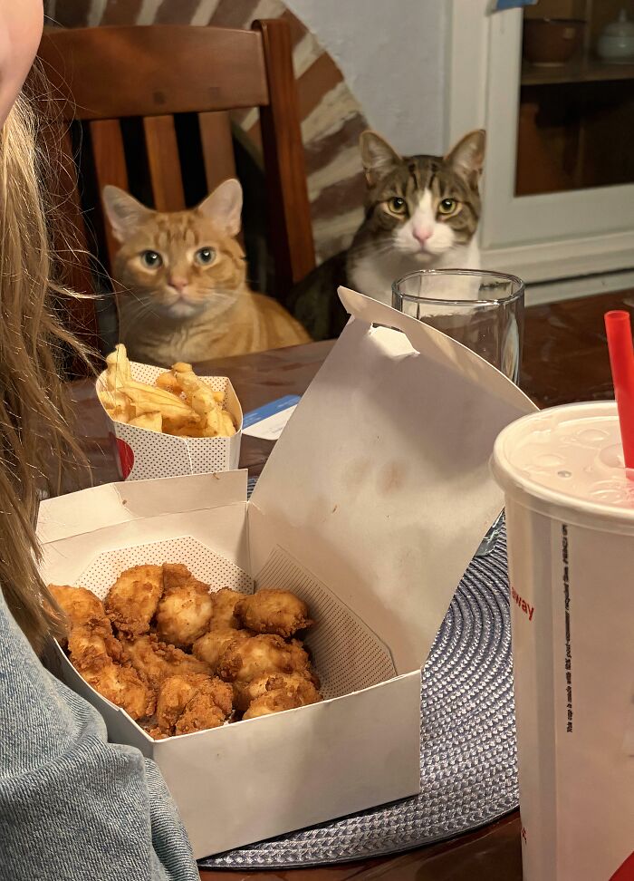 Two hilariously adorable cats at a table, caught planning their next move for the food.