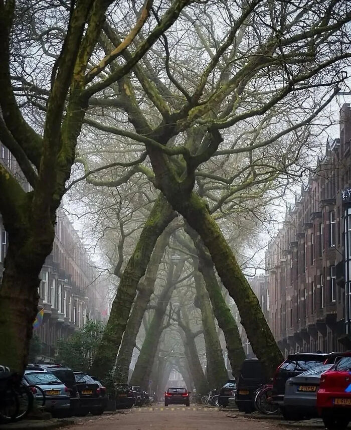 Tall, intertwining trees lining a street, creating an optical illusion of size and a unique scale of nature.