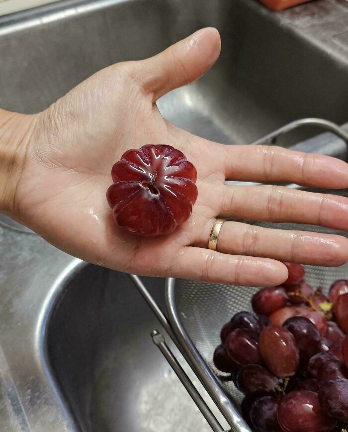 A person holding an unusually large, round red grape in their palm, illustrating its true scale with size comparisons.