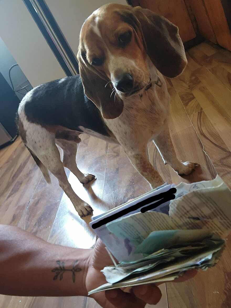 A beagle looks guiltily at a human hand holding shredded paper, one of many expensive mistakes and accidents.