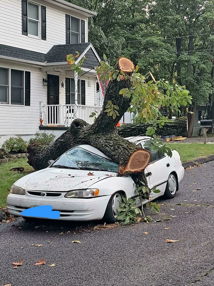 A large tree trunk fallen on top of a white car, demonstrating an expensive accident and mistake.