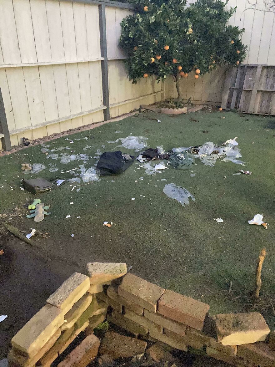 An expensive mistake: a backyard with artificial grass covered in trash and debris, an orange tree in the background.