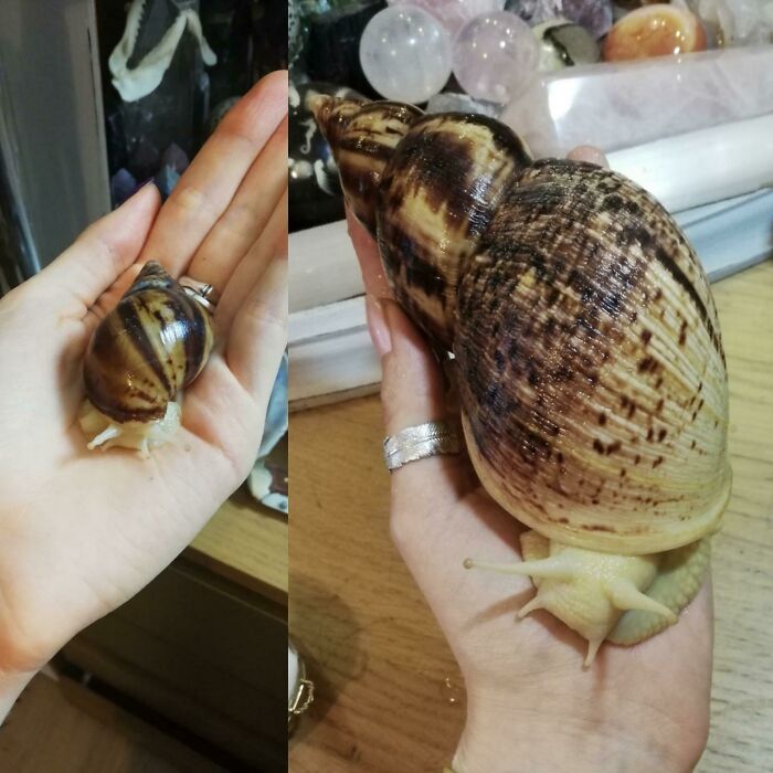 A split image showing a tiny snail next to a hand and a giant snail on a hand, emphasizing size comparisons.